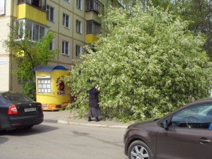 В Долгопрудном дерево упало на машину