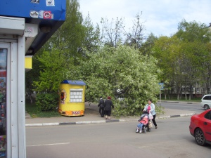 В Долгопрудном дерево упало на машину