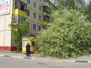 В Долгопрудном дерево упало на машину