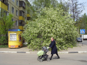 В Долгопрудном дерево упало на машину