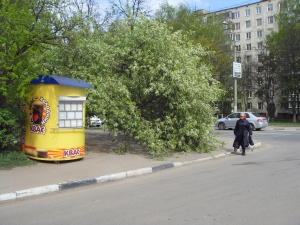 В Долгопрудном дерево упало на машину