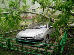 В Долгопрудном дерево упало на машину