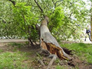 В Долгопрудном дерево упало на машину