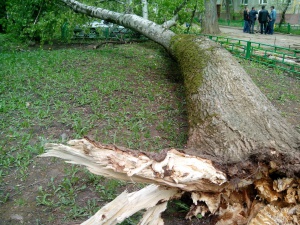 В Долгопрудном дерево упало на машину