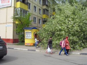 В Долгопрудном дерево упало на машину