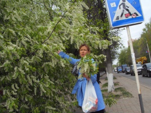 В Долгопрудном дерево упало на машину