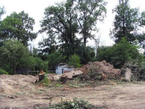 В Долгопрудном продолжается вырубка деревьев и кустарника под строительство эстакады на Новодачной