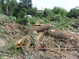 В Долгопрудном продолжается вырубка деревьев и кустарника под строительство эстакады на Новодачной