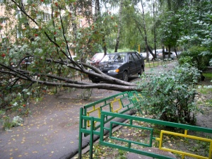 Ветер повалил рябину в Долгопрудном