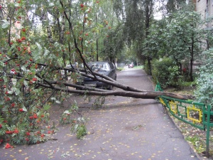 Сильный ветер повалил дерево в Долгопрудном