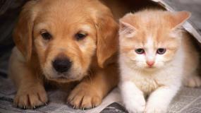 Отлов и содержание безнадзорных собак и кошек