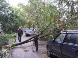 Упало дерево