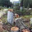Вырубка деревьев в Долгопрудном. Строительство эстакады на Новодачной